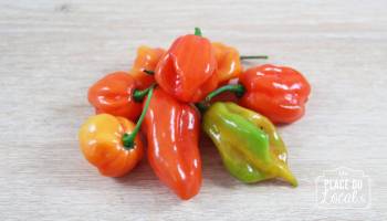 Piment antillais Bio