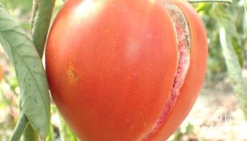 Graines :  Tomate Coeur de Boeuf - Reif Red