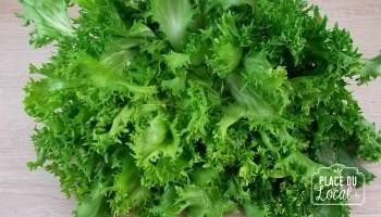 Salade Frisée - Gros Calibre