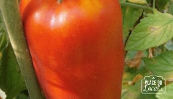 Graines : Tomate des Andes