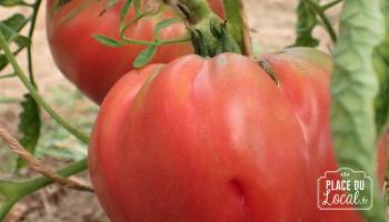 Tomate Beefsteak