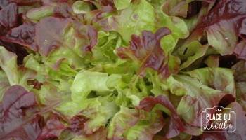Salade à couper Hyper Red Oak