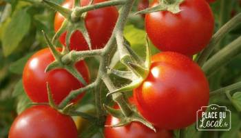 Graines : Tomate Cerise