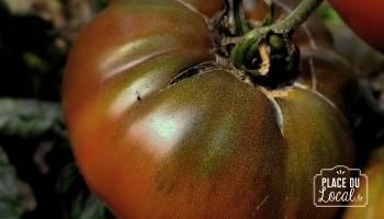 Graines : Tomate Black from Tula