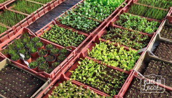 Réservation : Plants Légumes & Fruits - Livraison 15/16 mai