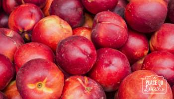 Nectarine jaune Bio