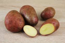 Pomme de terre Cheyenne Bio