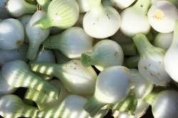 Oignons blanc frais