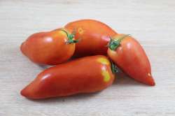 Tomates Andines Cornues Bio