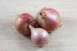 Oignons rosé d'Armorique Bio