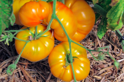 Tomates Jaunes