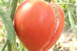 Tomate Coeur de Boeuf - Reif Red