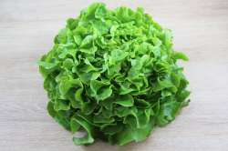 Feuille de chêne Verte Bio