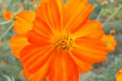 Cosmos sulfureux orange