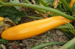 Courgette Gold rush