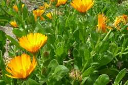 Souci des Jardis