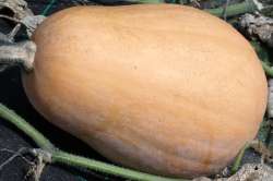 Courge Sucrine du Berry